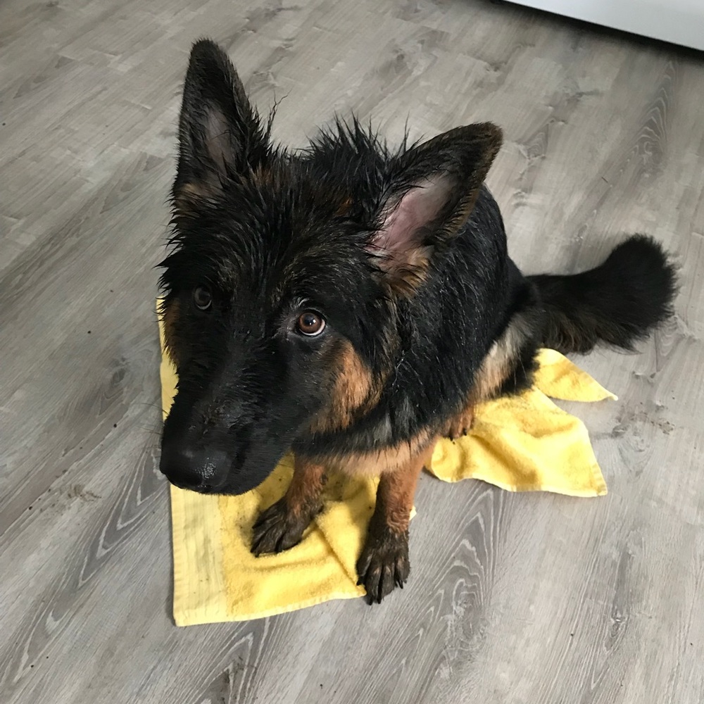 Meet your Posher, Yaoying